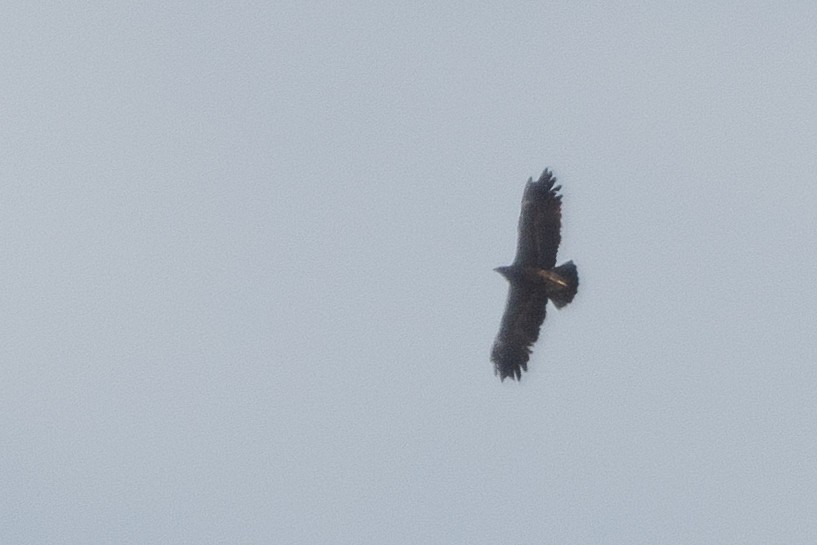 Lesser Spotted Eagle - ML447127691