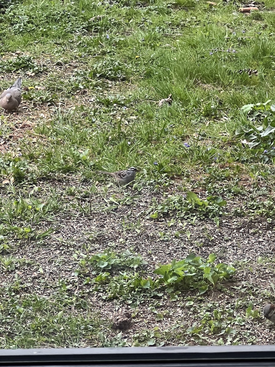 White-crowned Sparrow - ML447128621