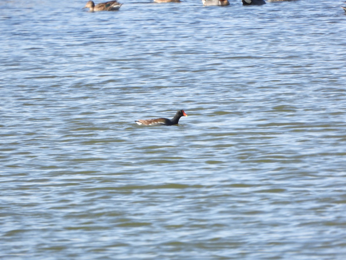 Common Gallinule - ML447129081