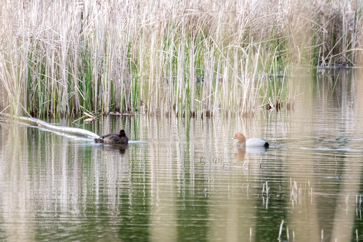 Common Pochard - Thomas Poncet