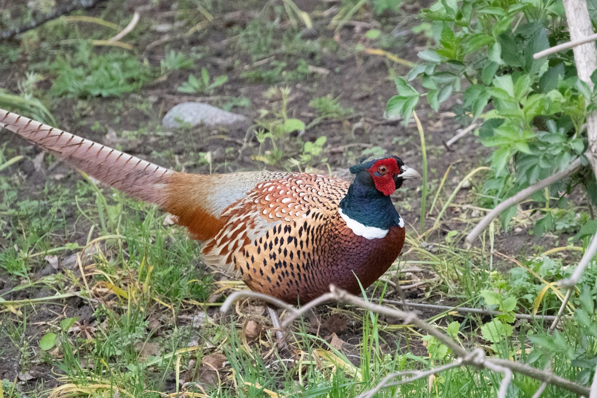Зэрлэг гургуул - ML447130441