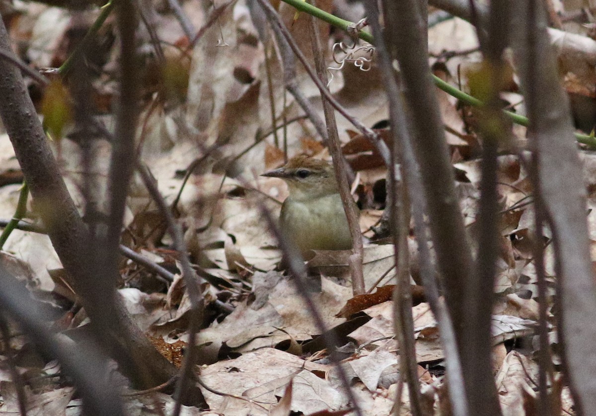 Swainson's Warbler - ML447132671
