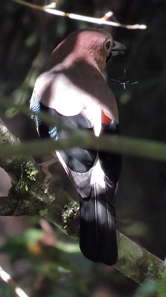 Eurasian Jay - ML44713311