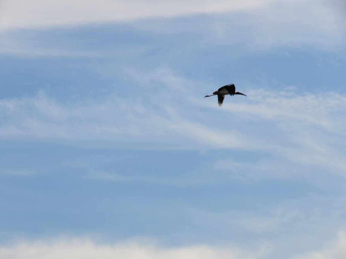 Wood Stork - ML44713321