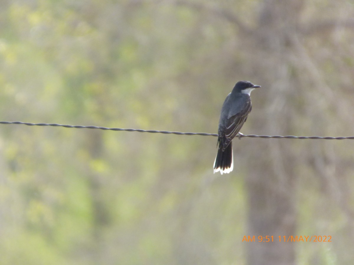 Eastern Kingbird - ML447134961