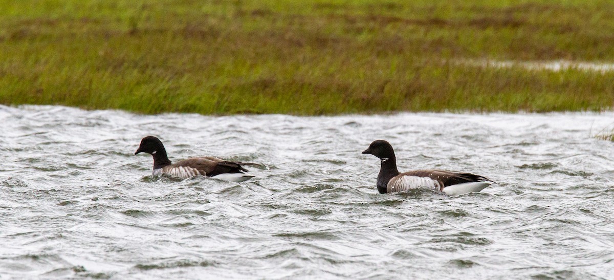 Brant - ML447135051