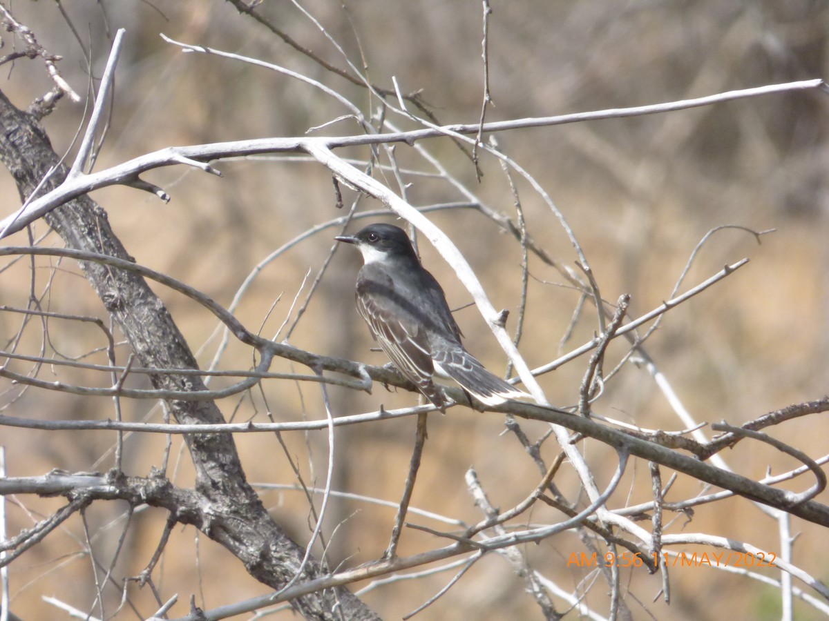 Eastern Kingbird - ML447135171