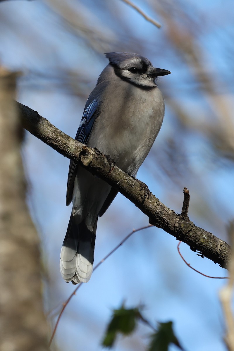 Blue Jay - Susan Francesco