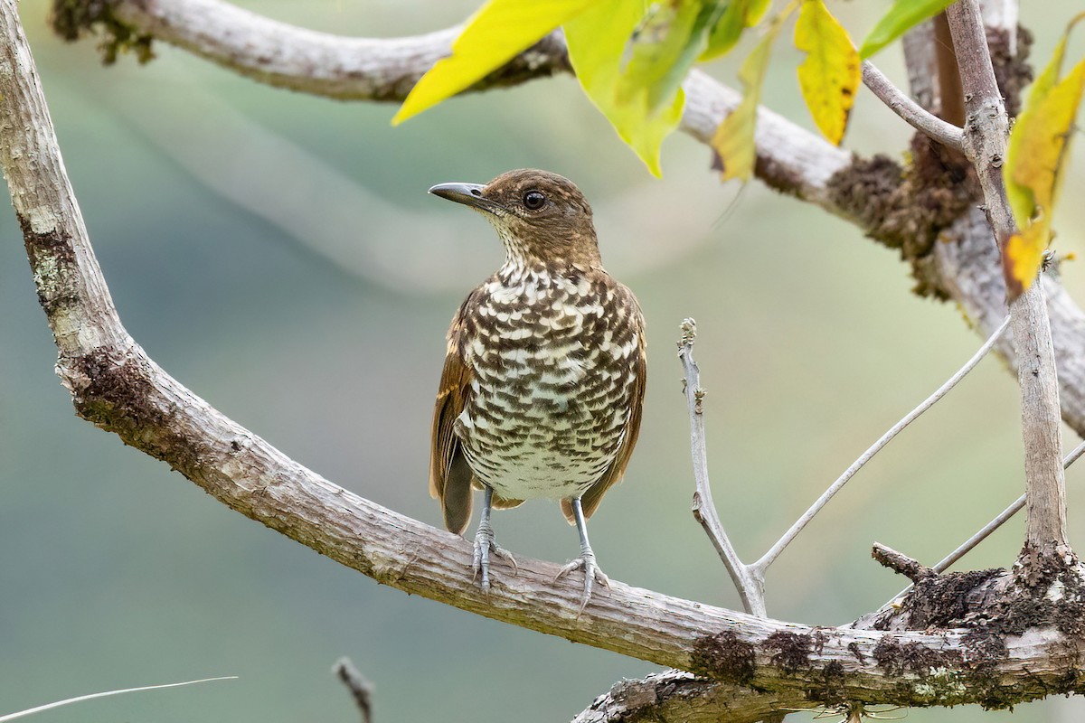 Marañon Thrush - ML447138741