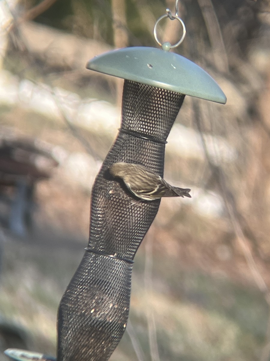 Pine Siskin - ML447140941