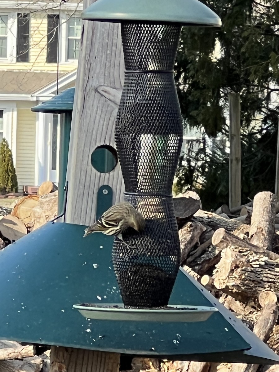 Pine Siskin - Kyle Bailey