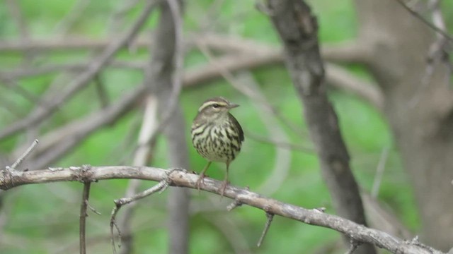 Northern Waterthrush - ML447143211