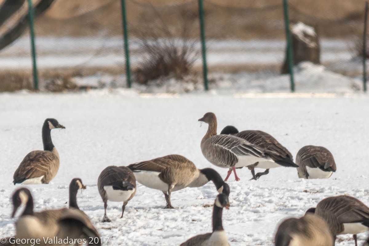 Pink-footed Goose - ML44714451