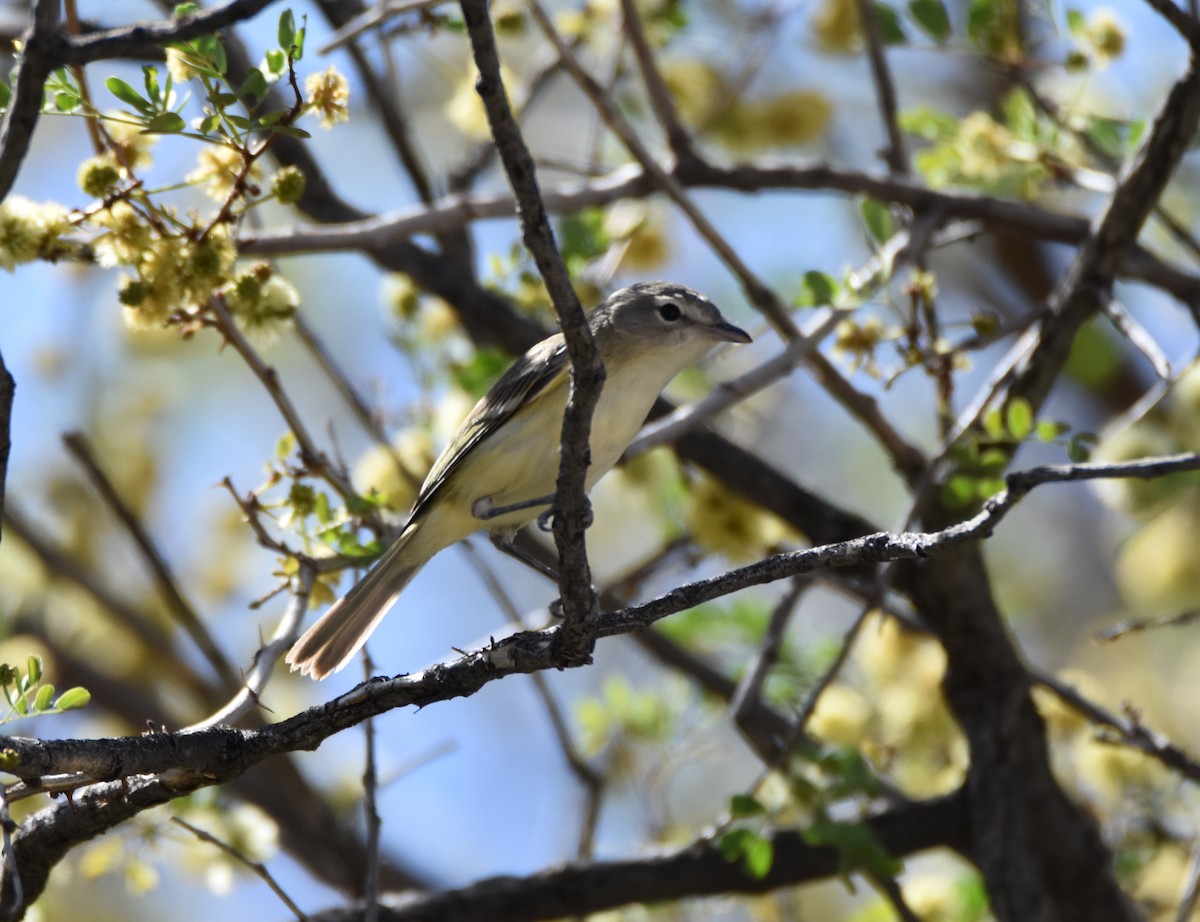 Bell's Vireo - Ian Thomson