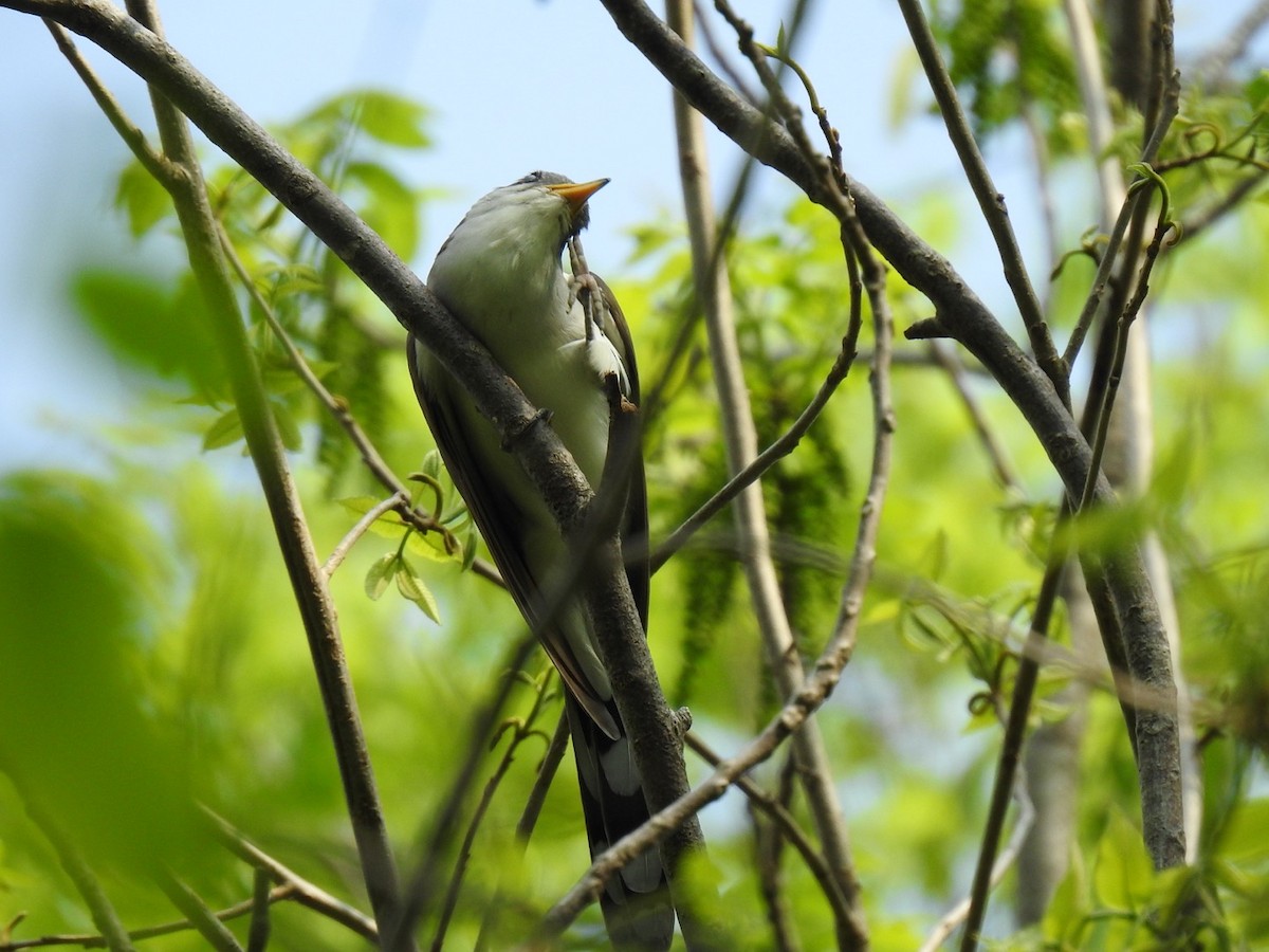 Gelbschnabelkuckuck - ML447145361