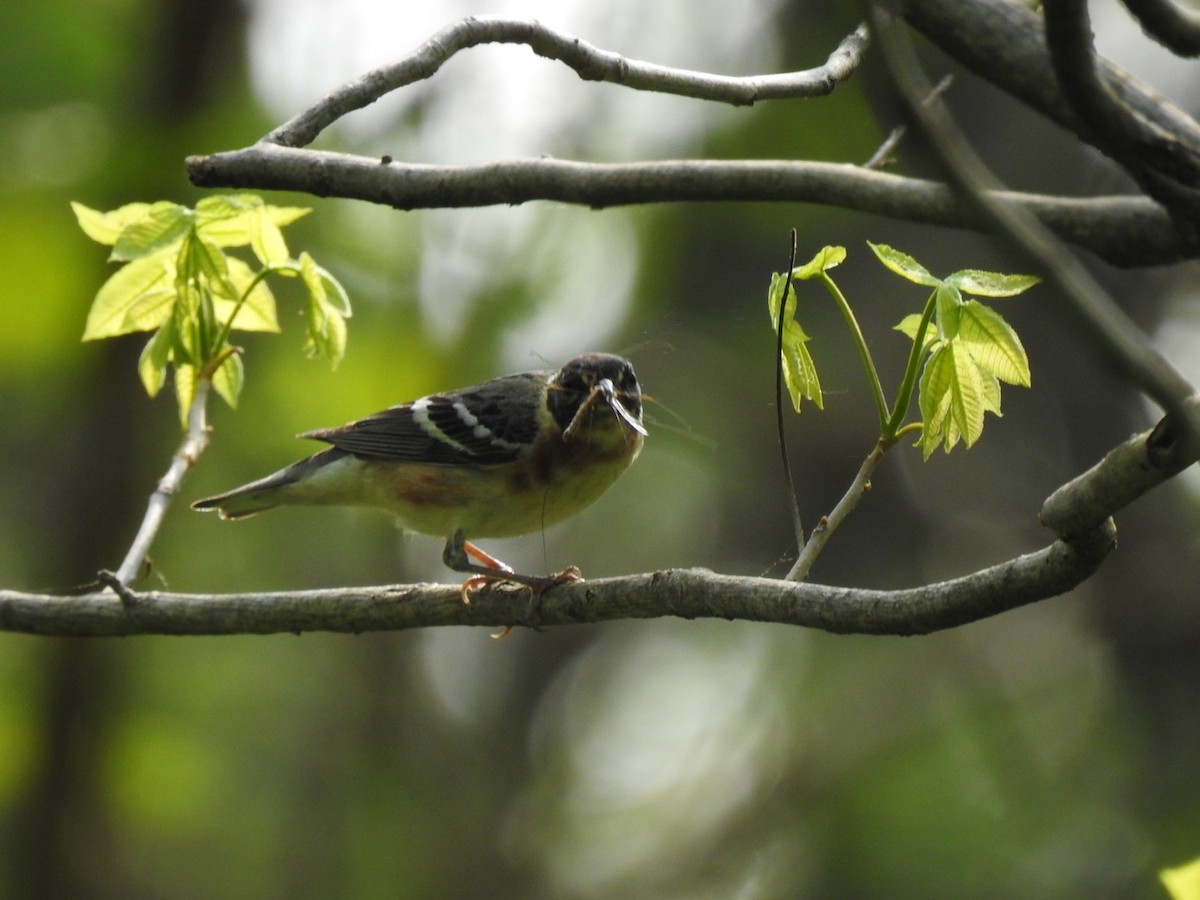 Braunkehl-Waldsänger - ML447145531