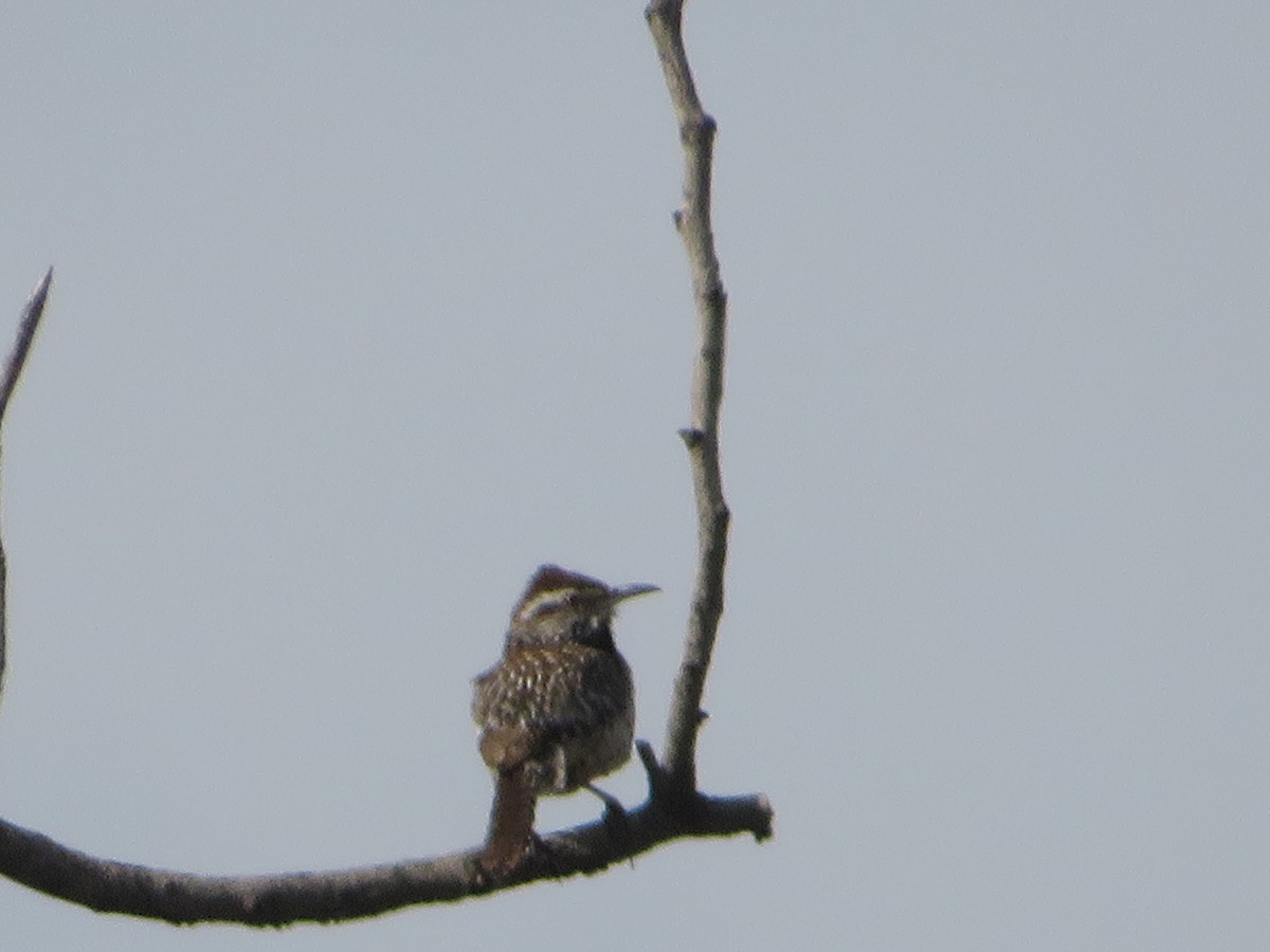 Cactus Wren - ML447146031