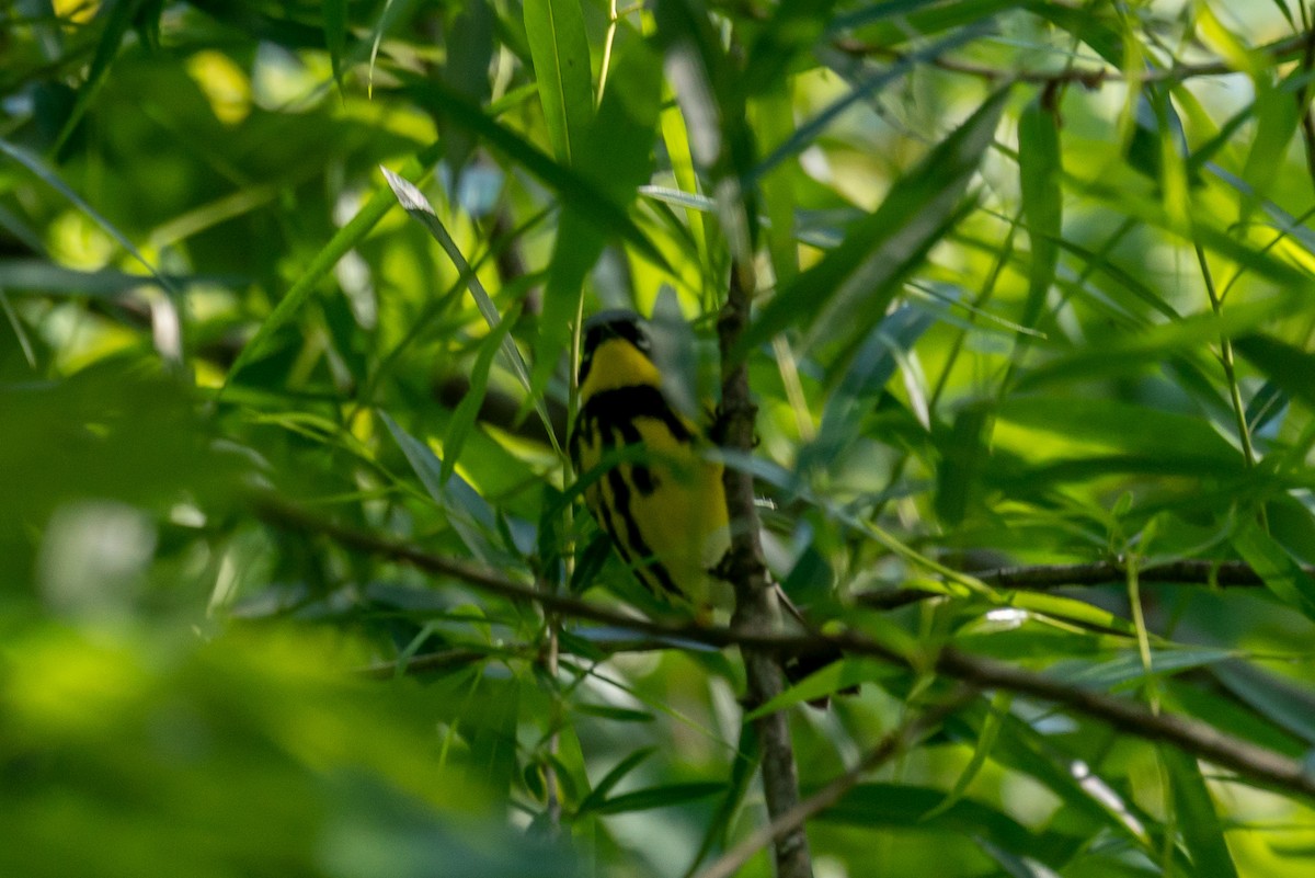 Magnolia Warbler - ML447146511