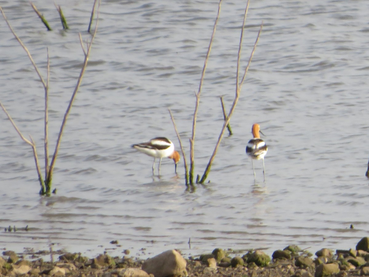 American Avocet - ML447146551