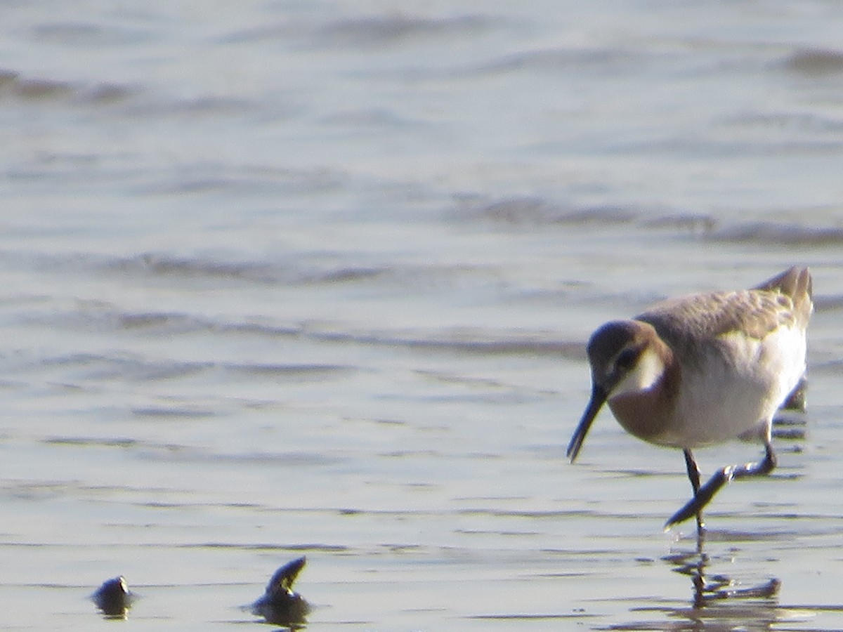 Wilson's Phalarope - ML447146671