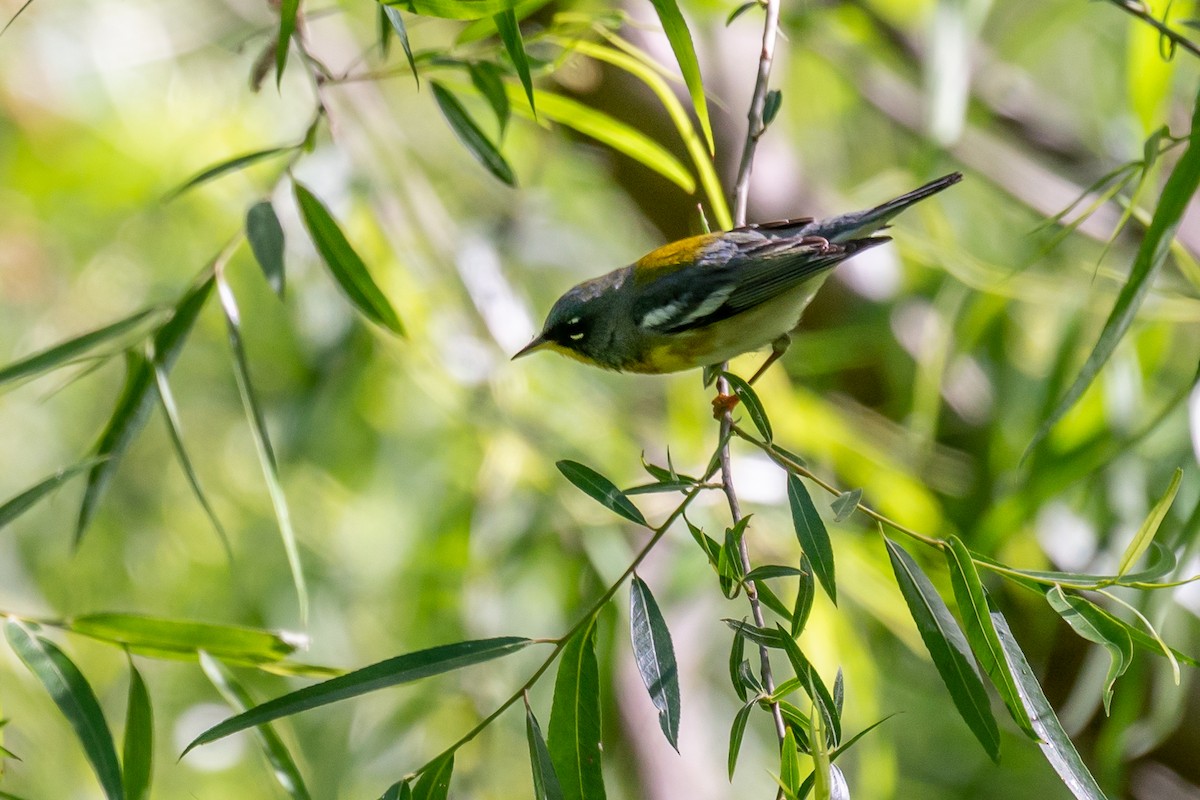 Northern Parula - ML447146711