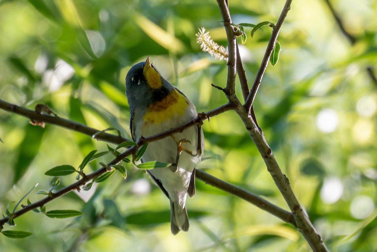 Northern Parula - ML447146721