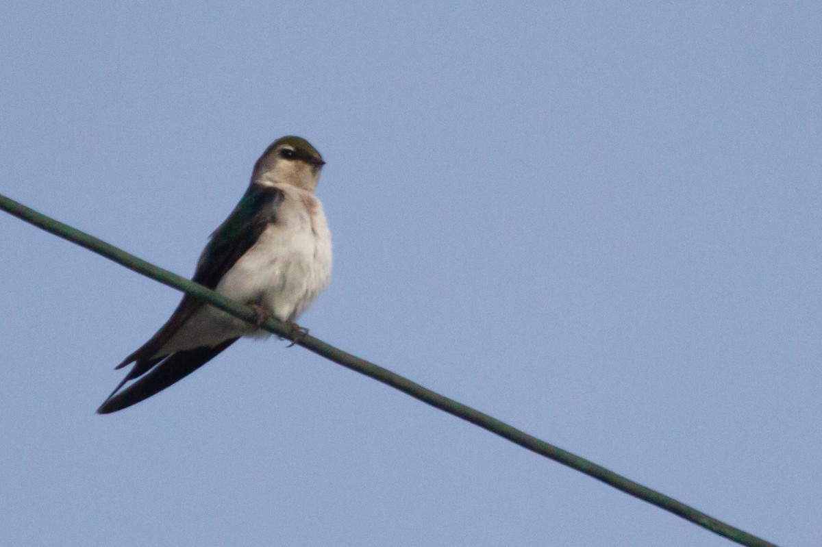 Violet-green Swallow - ML447152461