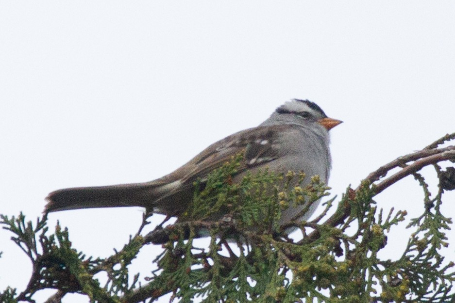 White-crowned Sparrow (Gambel's) - ML447152571