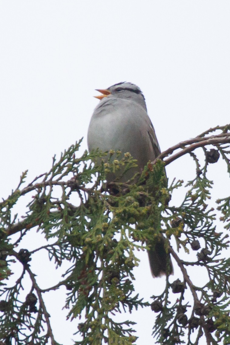 White-crowned Sparrow (Gambel's) - ML447152581