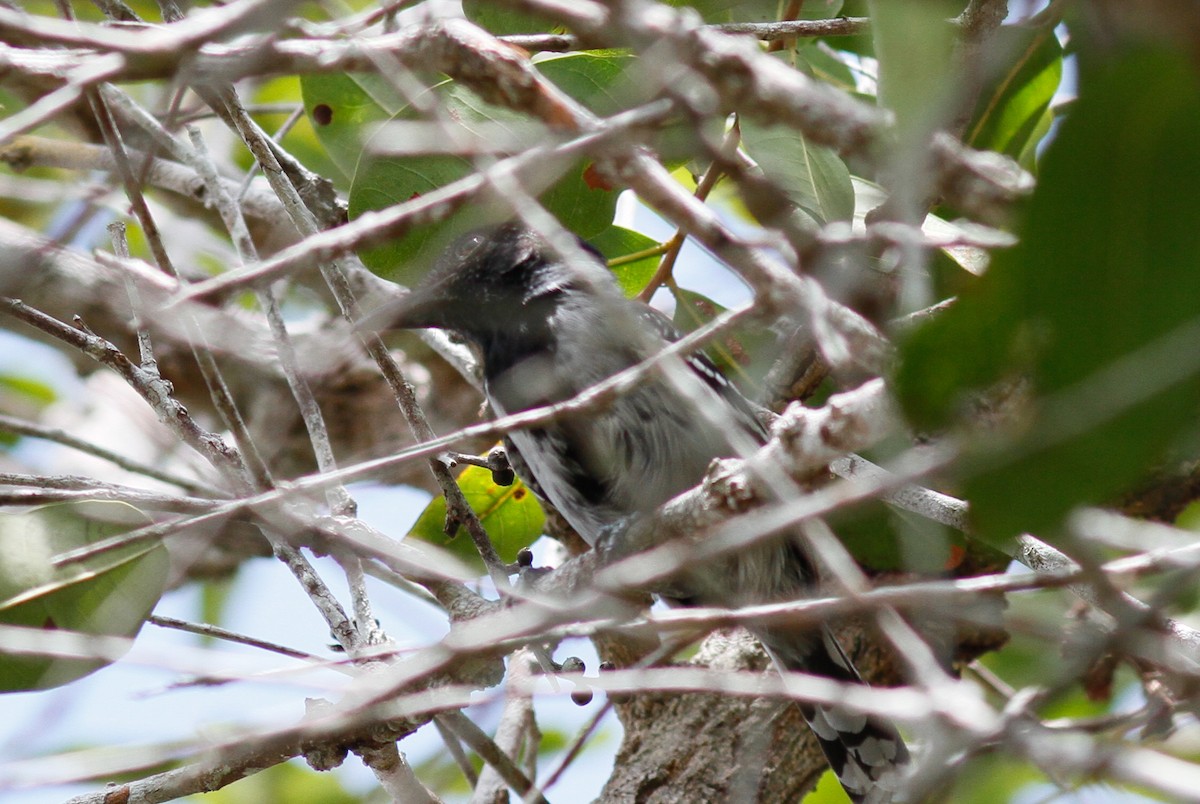 Black-crested Antshrike - ML447152941