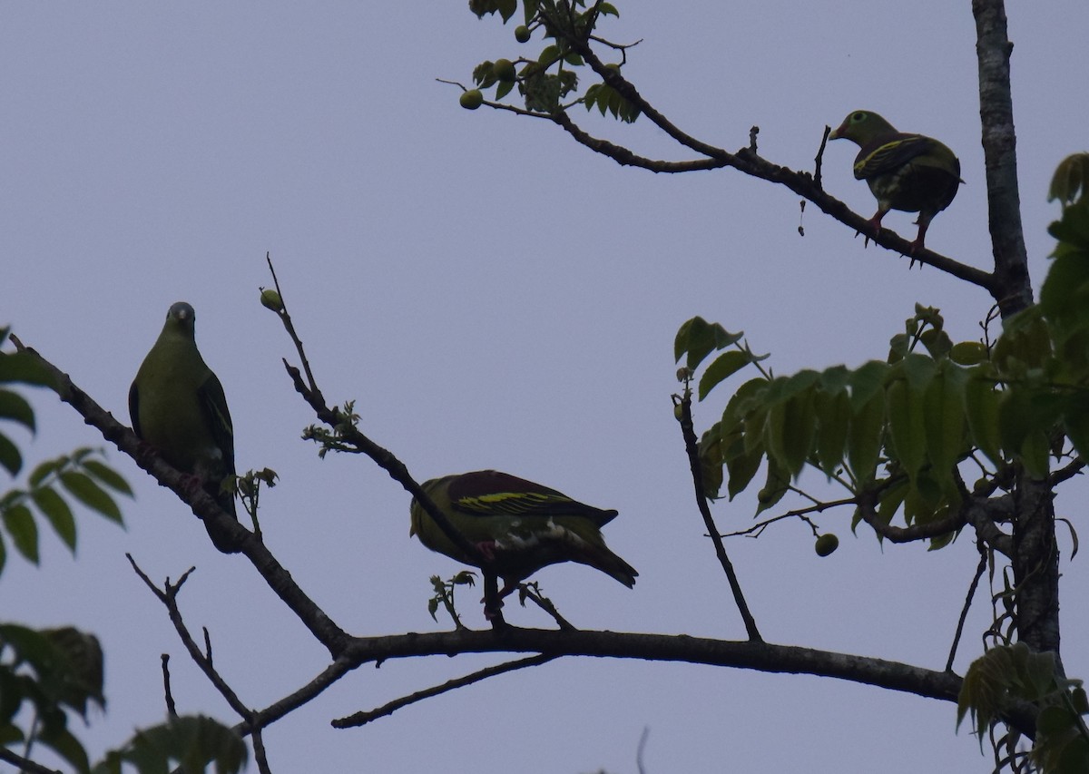 Thick-billed Green-Pigeon - Ayan Khanra