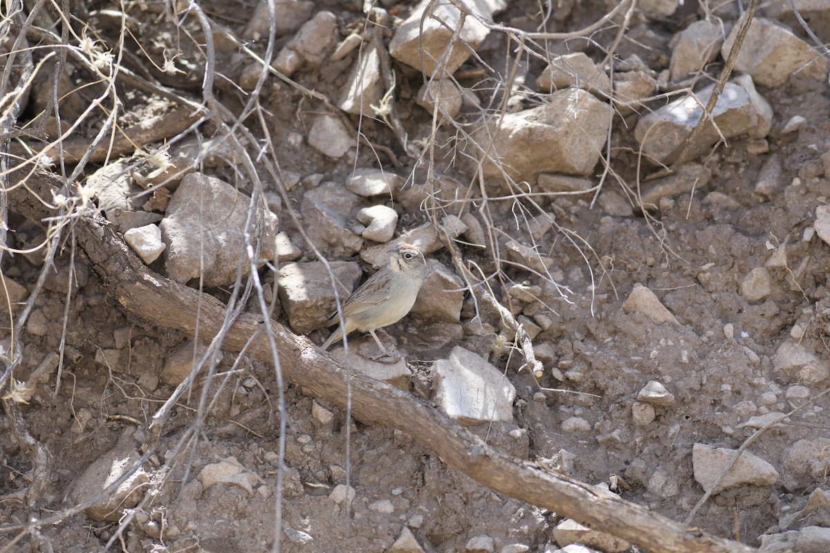 Rufous-crowned Sparrow - ML447153971