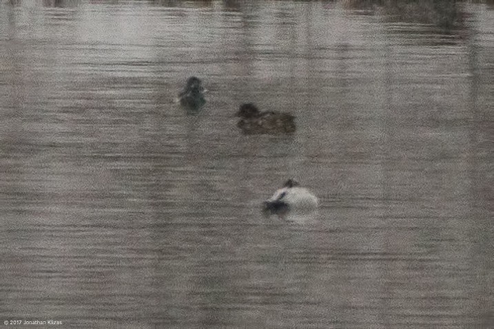 Canvasback - ML44715431