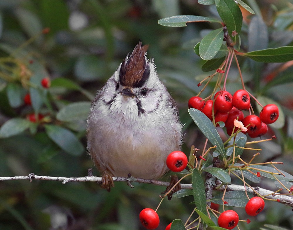 Taiwan Yuhina - Ed Thomas