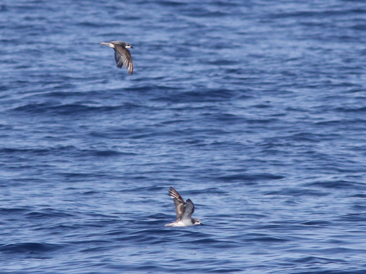 Cook's Petrel - Amy McAndrews