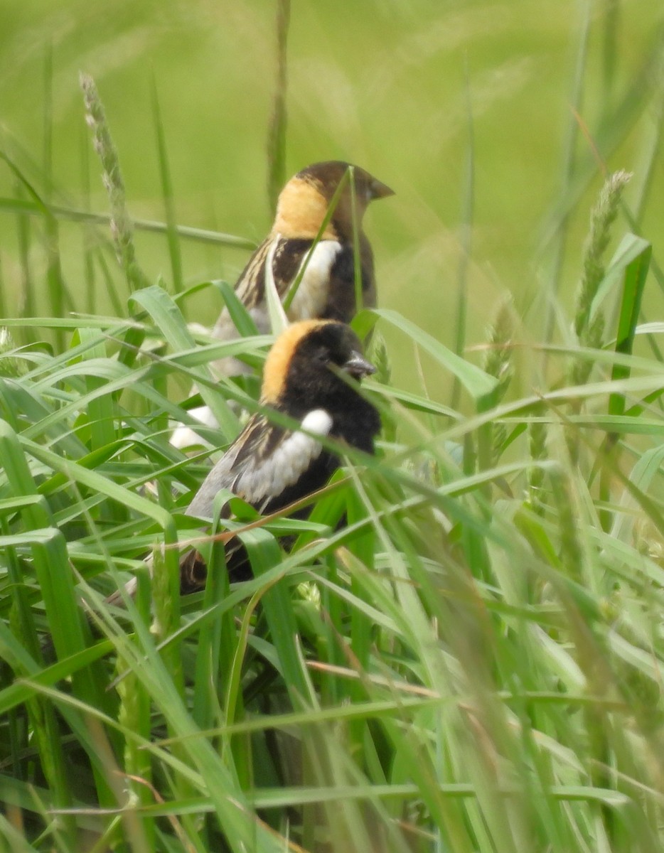 bobolink americký - ML447155061