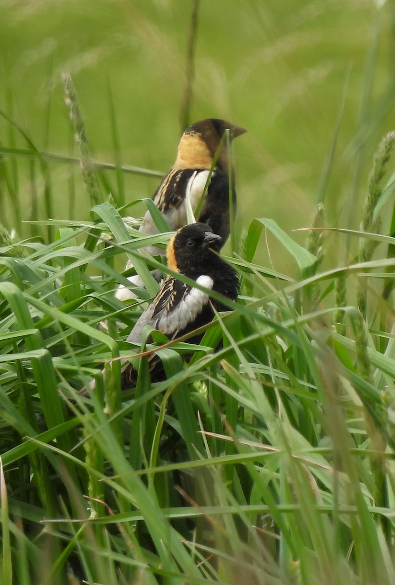 bobolink americký - ML447155071