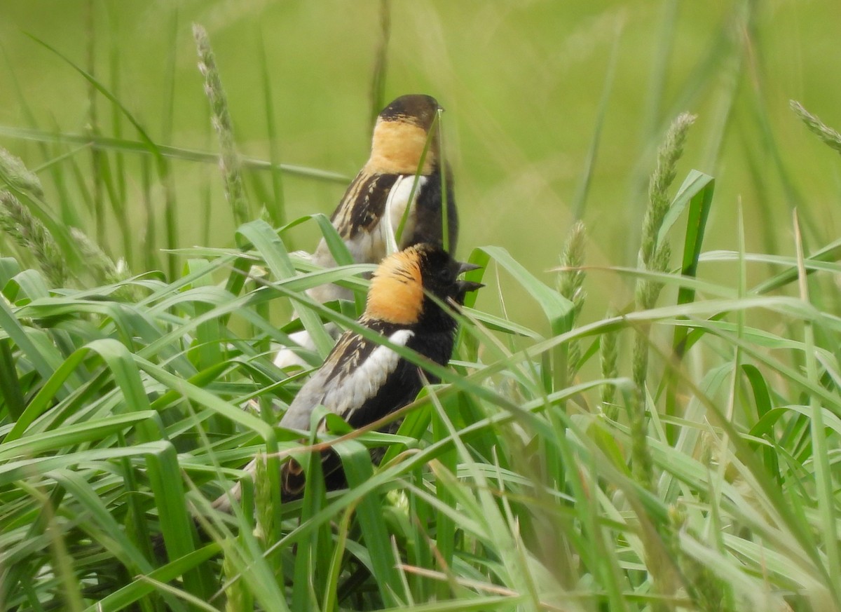 bobolink americký - ML447155111