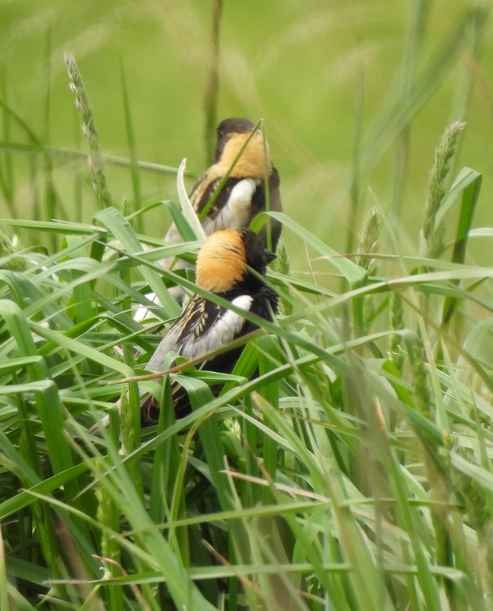 Bobolink - Jennifer Wilson-Pines