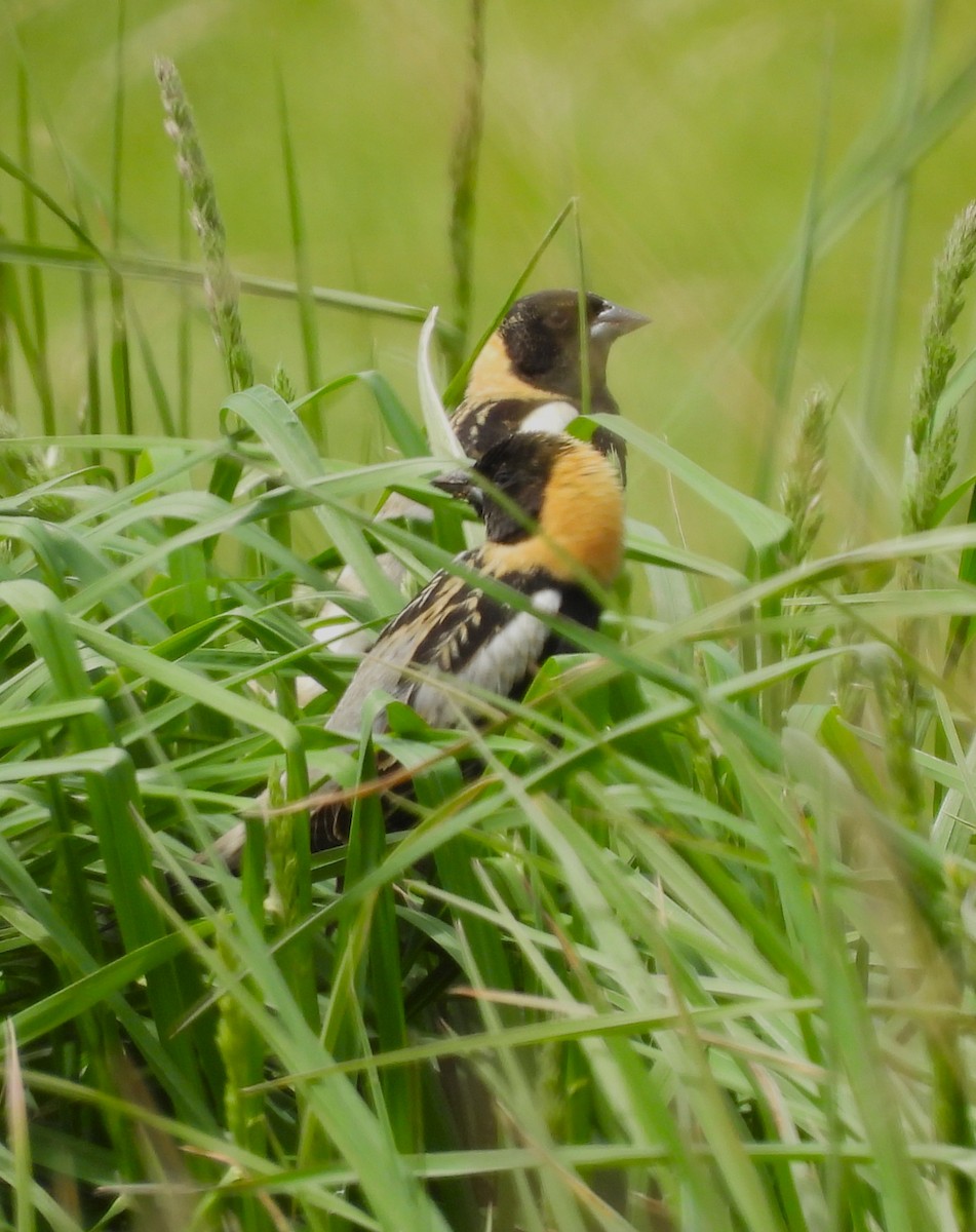 bobolink americký - ML447155151