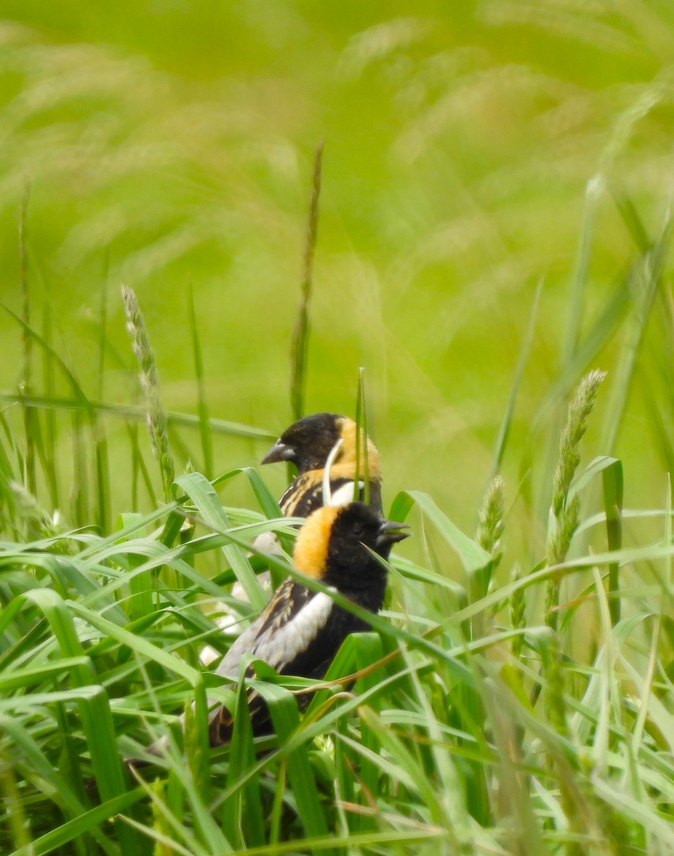 bobolink americký - ML447155211