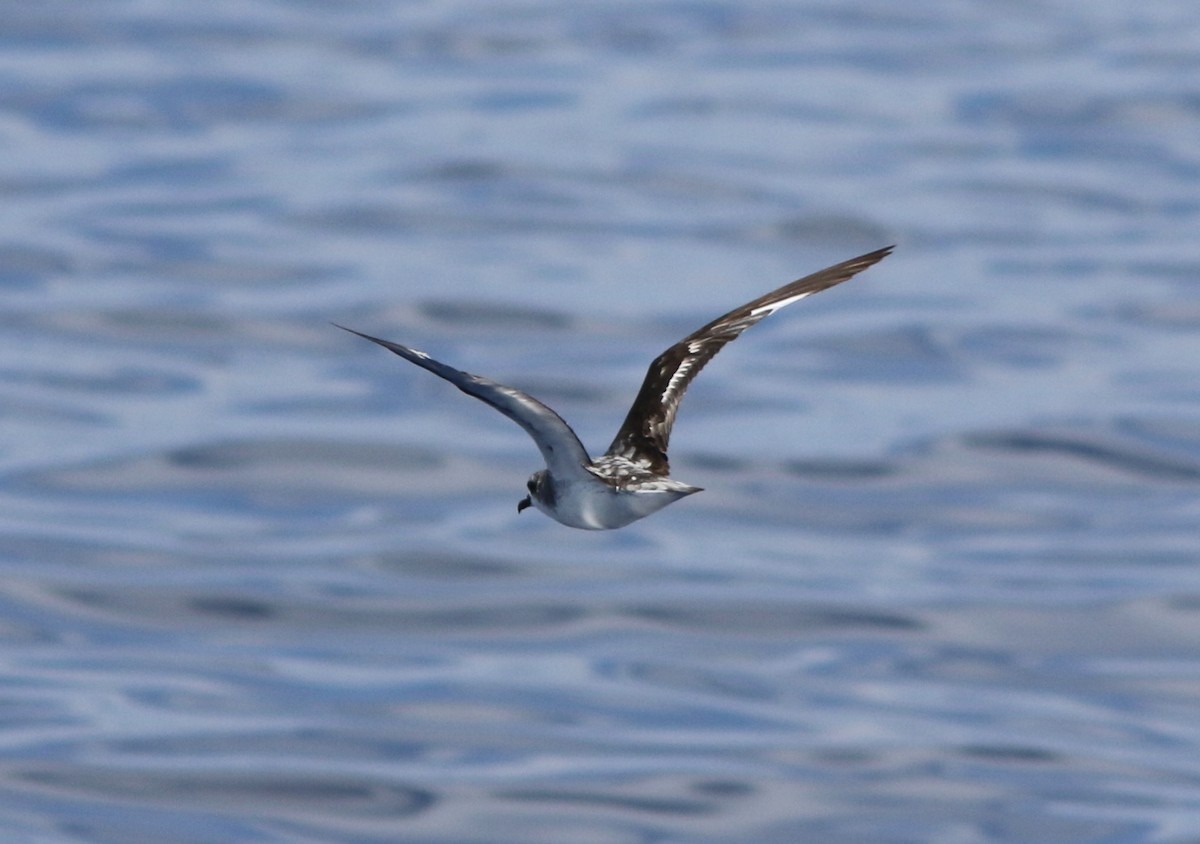 Cook's Petrel - Amy McAndrews