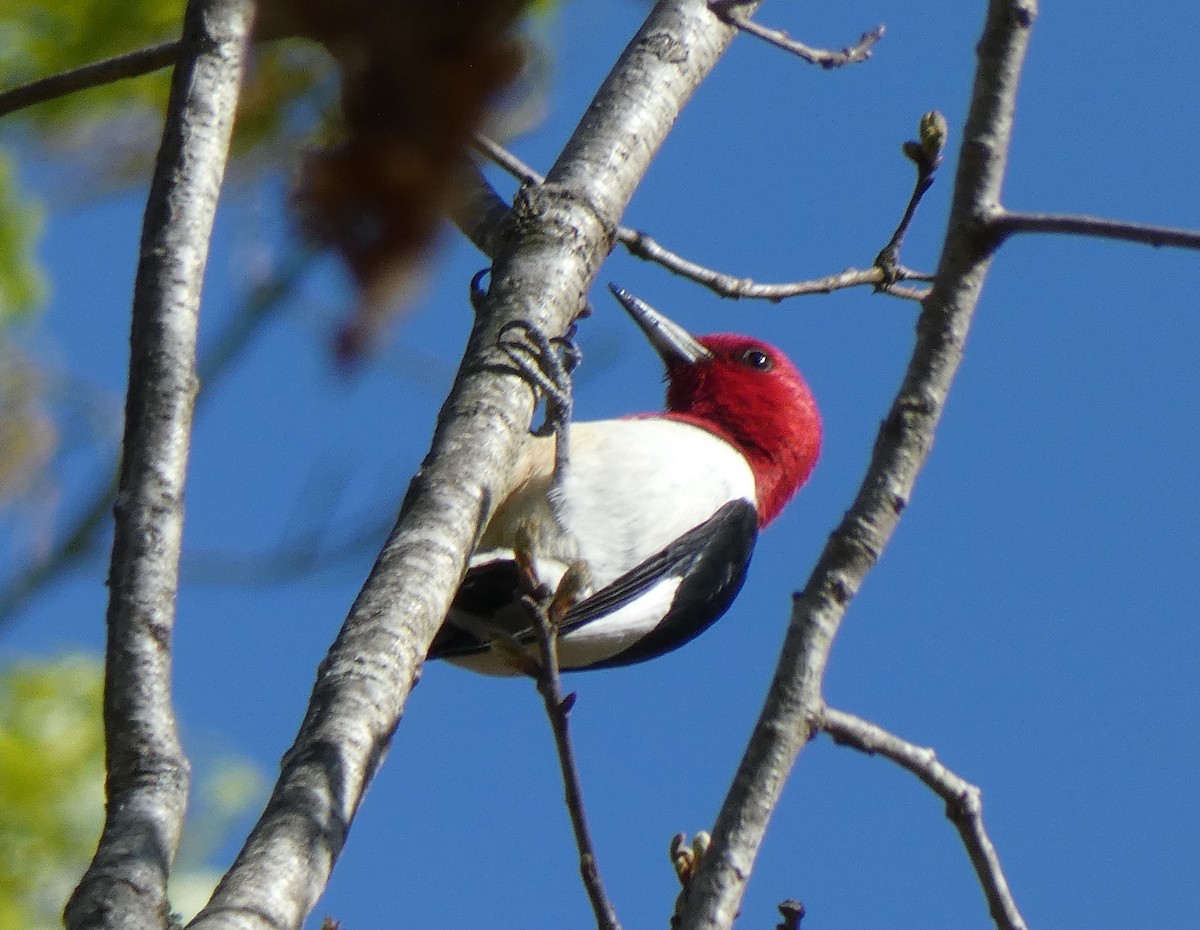 Red-headed Woodpecker - ML447156751