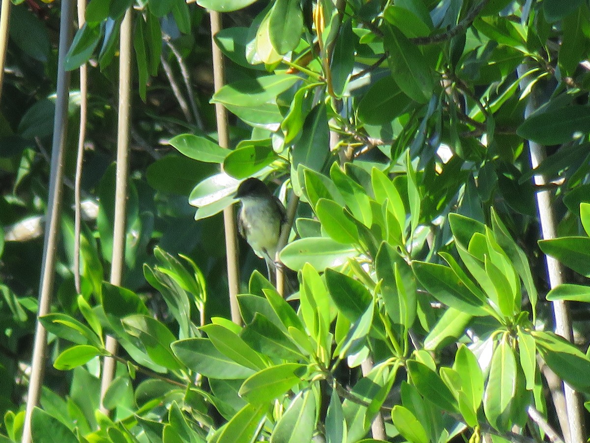 Eastern Phoebe - ML44715691