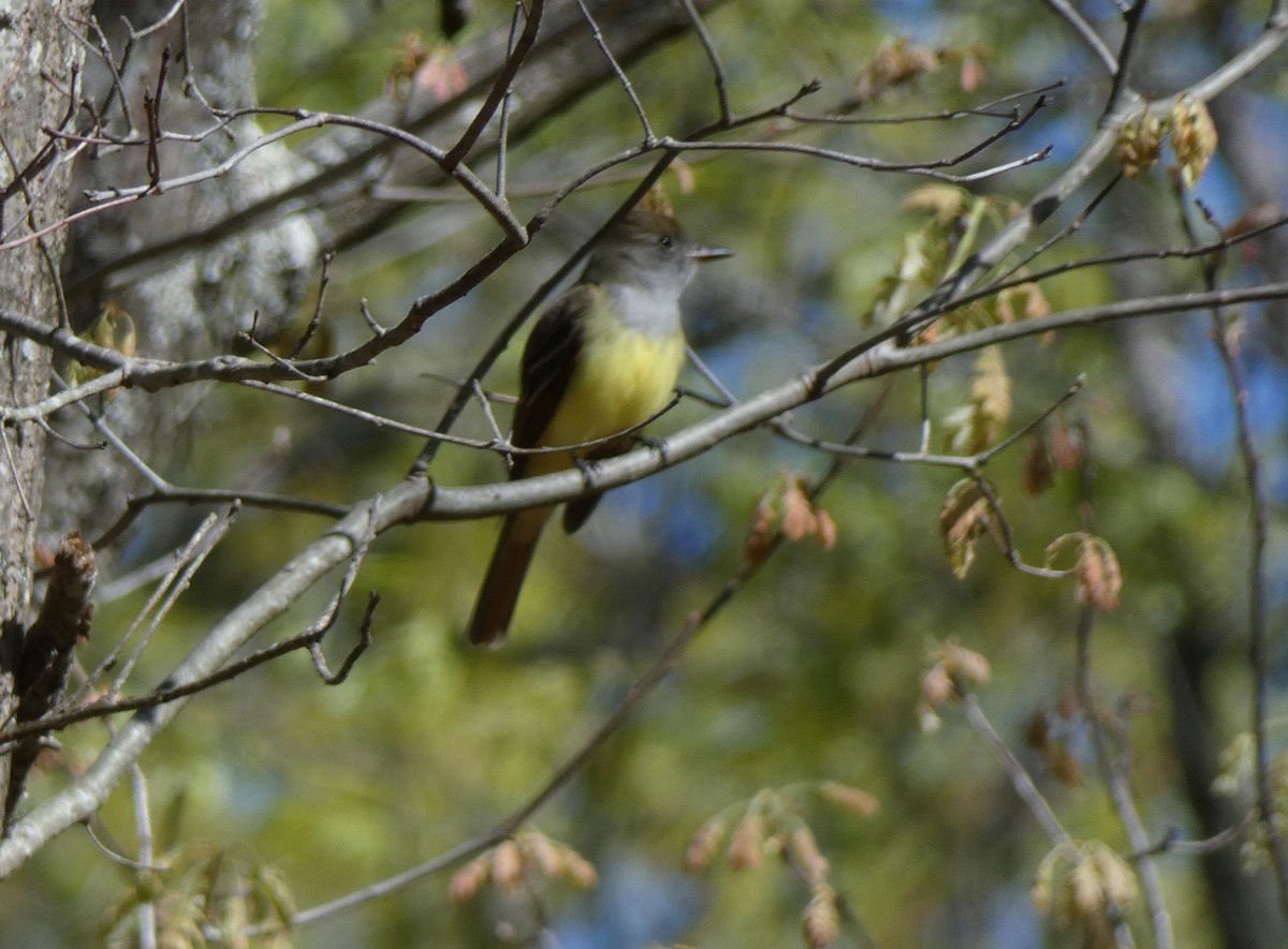 Great Crested Flycatcher - ML447157191