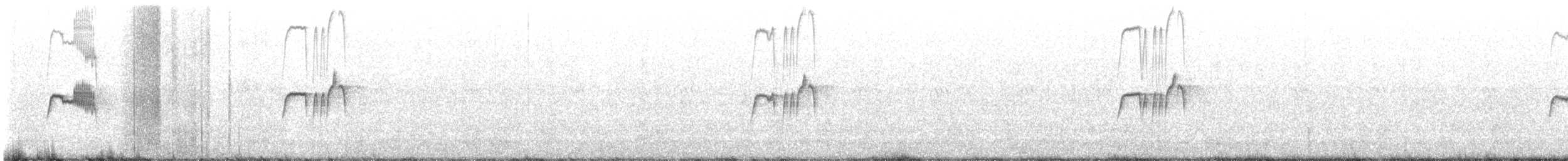 Schwarzkopf- x Weißbauch-Phoebetyrann (Hybrid) - ML447157451