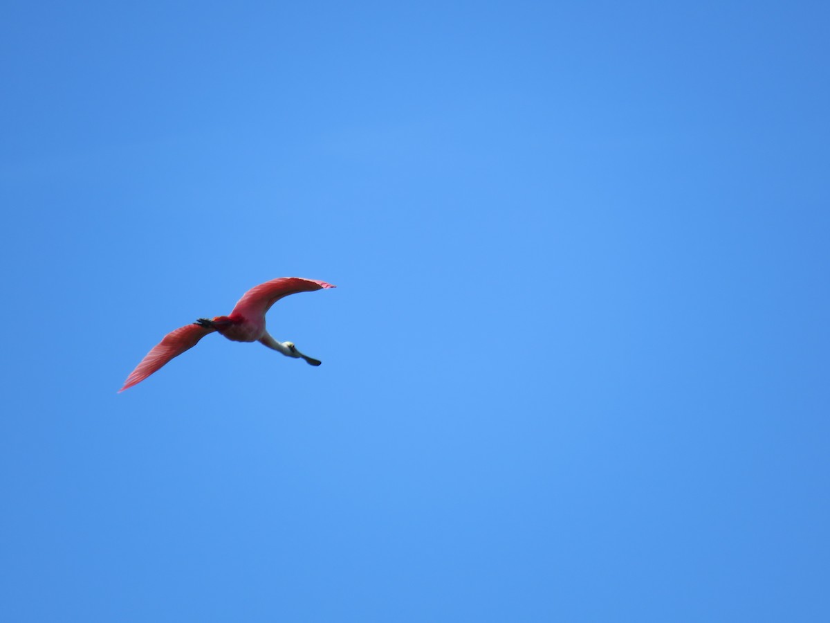 Roseate Spoonbill - ML44715771