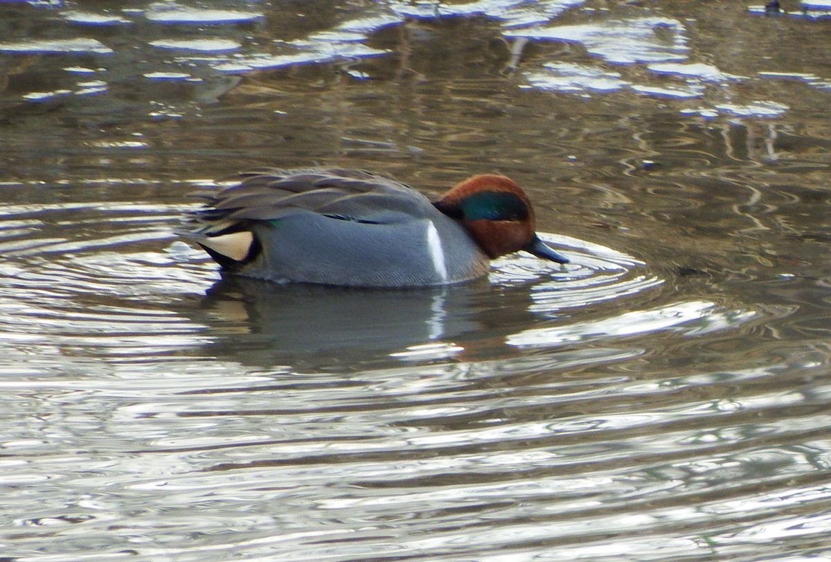 Green-winged Teal - Dave Cowan