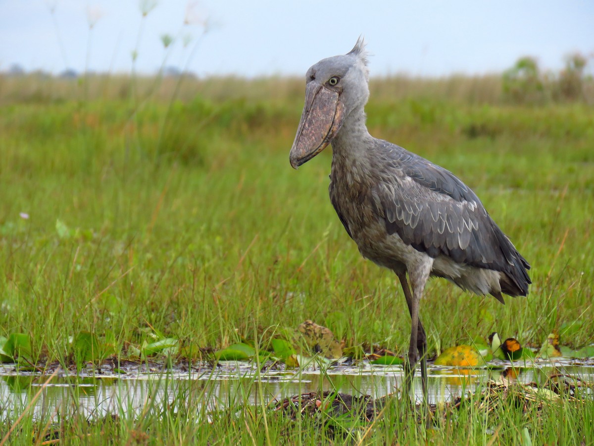 Shoebill - ML44715931