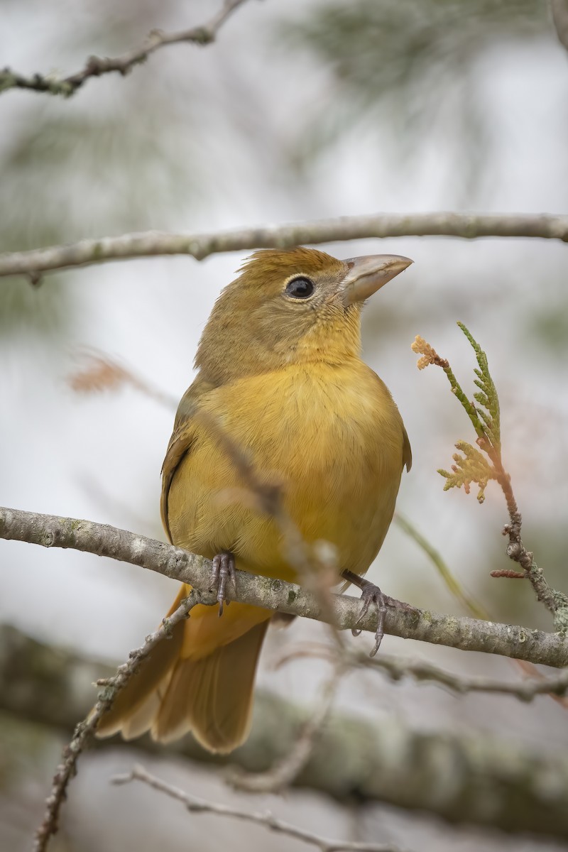 Summer Tanager - Deb Ford